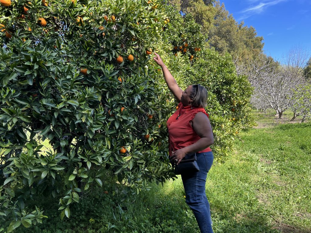 Suisun Valley orange groves