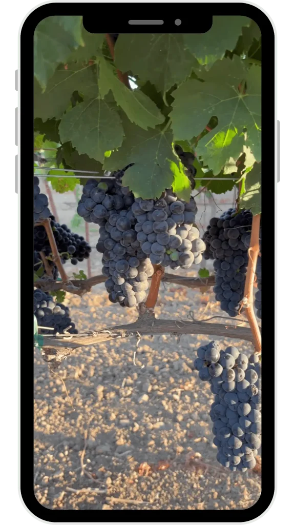 Pre-Harvest Fruit at Suisun Creek